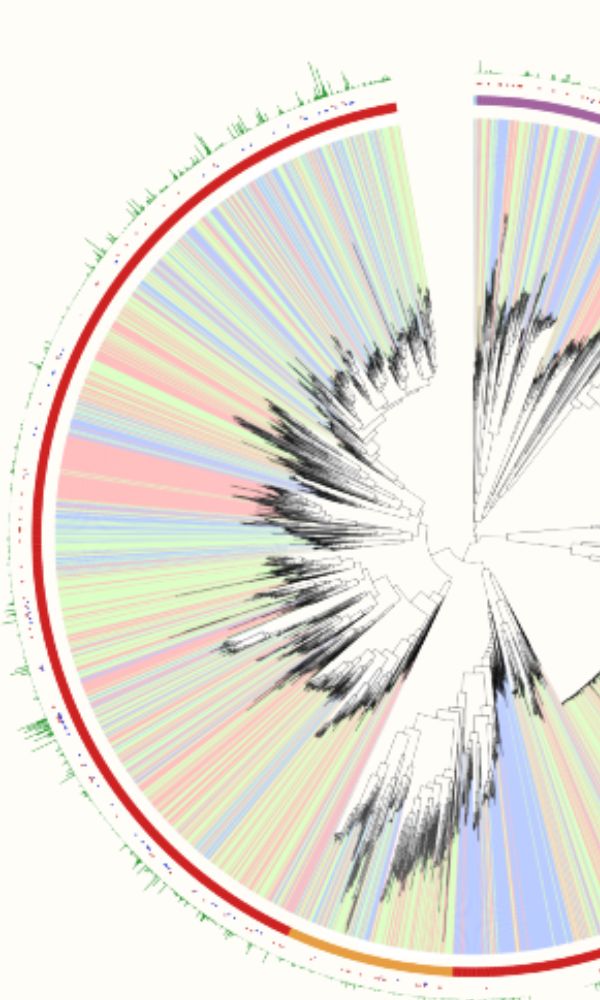 AB INTRA Story - Phylogenetic tree