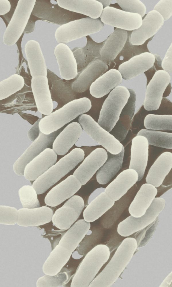 AB INTRA Story - Bifidobacterium