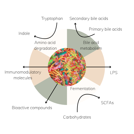 Diagram of gut microbiota-derived metabolites including indoles, short-chain fatty acids, bile acids, immunomodulatory molecules, and lipopolysaccharides (LPS), highlighting their impact on host health.
